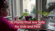 Safe Plants