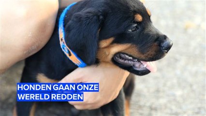 Honden kunnen ons helpen!