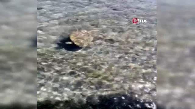 Nesli tükenmekte olan dev deniz canlısını kurtarmak için seferber oldular