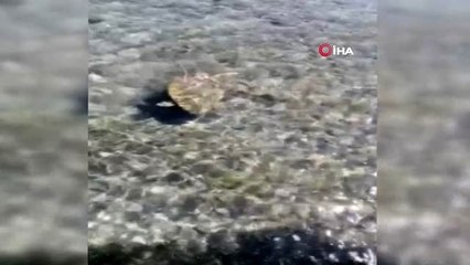 Nesli tükenmekte olan dev deniz canlısını kurtarmak için seferber oldular