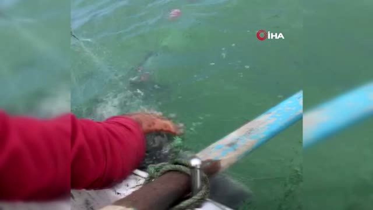 Ağlara takılan yunus balığını böyle kurtardı: "Dur oğlum, dur bir tanem seni kurtaracağım"