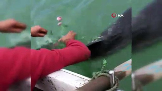 Ağlara takılan yunus balığını böyle kurtardı: “Dur oğlum, dur bir tanem seni kurtaracağım”