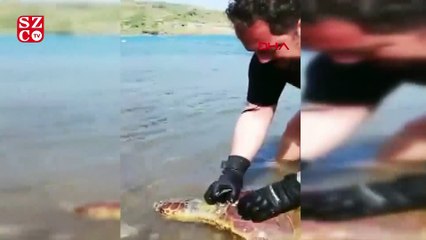 Halata dolanarak yaralanan caretta caretta'yı yüzerek kurtardı