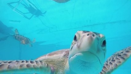 El Hospital de Tortugas cumple con su tarea con "menos ojos" por el COVID-19