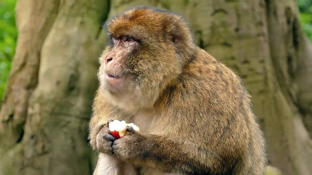 Ape - 8216