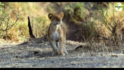 Discover Wildlife- (Official Song) _ Wild Animals _ Music _ Africa _ Nature_HD