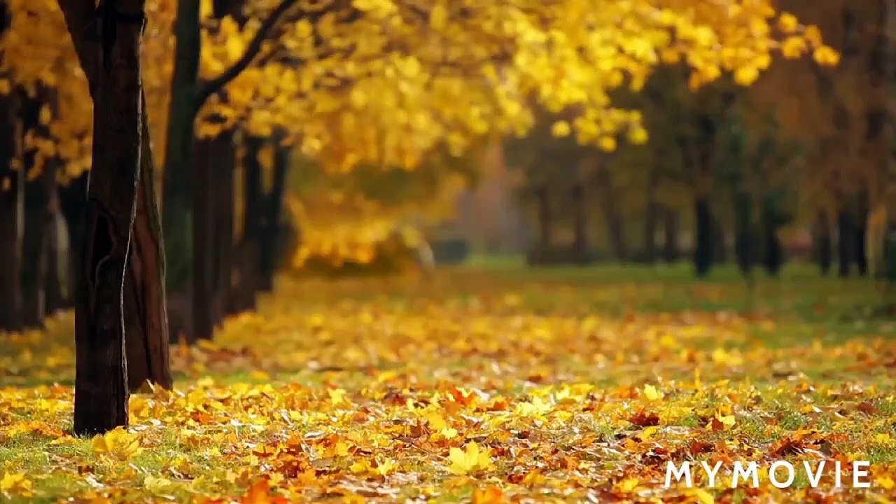 nature beauty mind relaxing