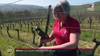 Confinement : les inquiétudes des viticulteurs en Alsace