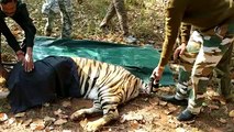 खूंखार टाइगर के मुंह में ढका काला कपड़ा, जंगल से कांधे पर उठा ले गए दो बाघ, देखें वीडियो -