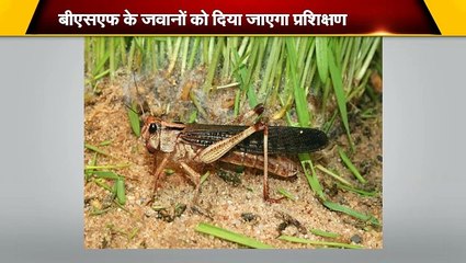 टिड्डियों के हमले पर लगाम कसेंगे बीएसएफ के जवान