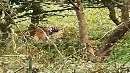 पीलीभीत: बाघ-बाघिन का जोड़ा कैमरे में हुआ कैद- देखें वीडियो