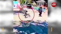 Two-legged Dog Keeps Falling and Getting Up while Crossing Road