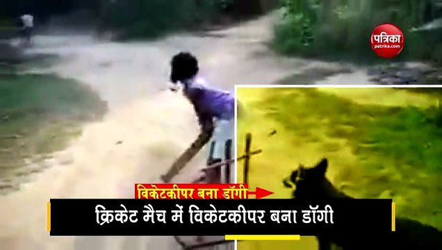 dog become wicket keeper in cricket match