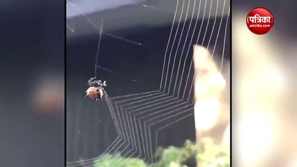 spider weaving its web with utmost perfection viral video