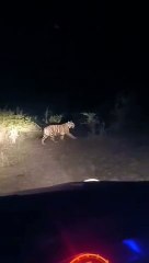 Tiger cub seen near match ground in Bhainswahi village