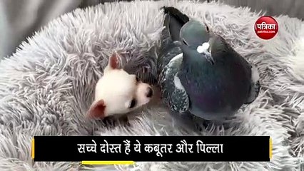 Pigeon Bonds With puppy  Who Can’t Walk, video viral