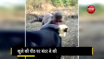 Heartwarming video of baby monkey and dog goes vira