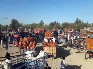 गोल्डन मटर के दामों से किसानों के खिले चेहरे, कोल्ड स्टोरेज में बढ़ रही  मांग