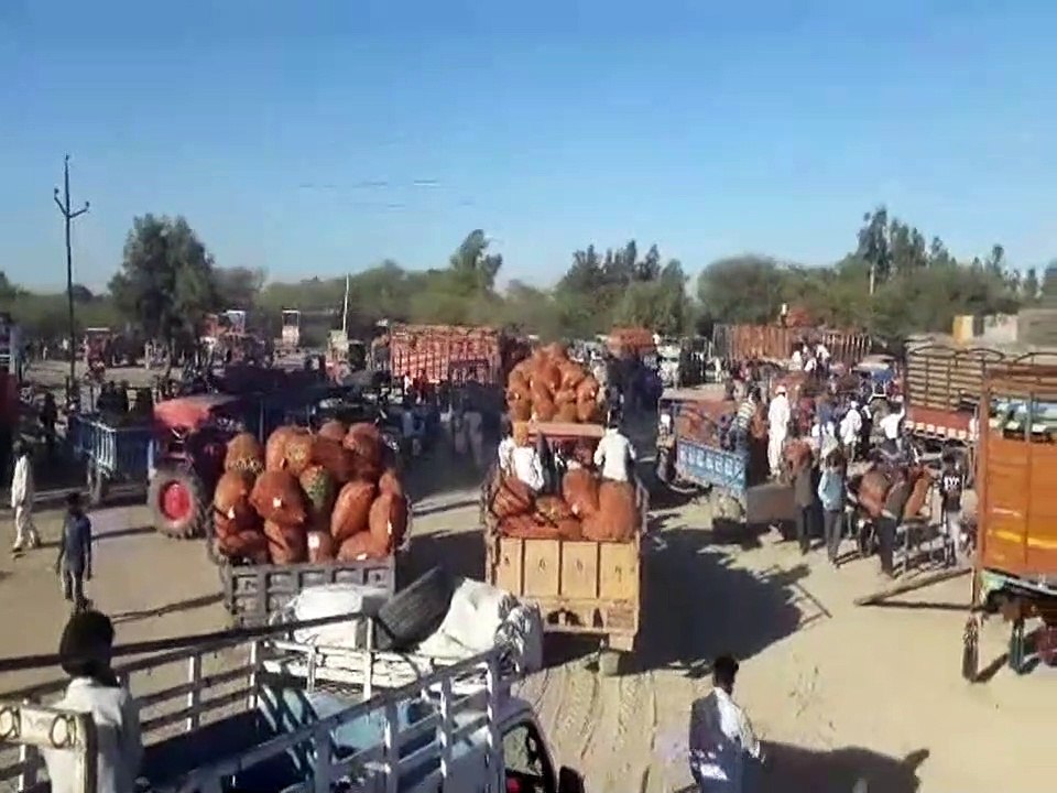 गोल्डन मटर के दामों से किसानों के खिले चेहरे, कोल्ड स्टोरेज में बढ़ रही  मांग