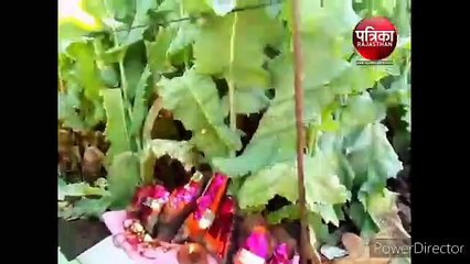 काली मां की पूजा के साथ शुभ मुहूर्त में डोडों पर लगाया चीरा