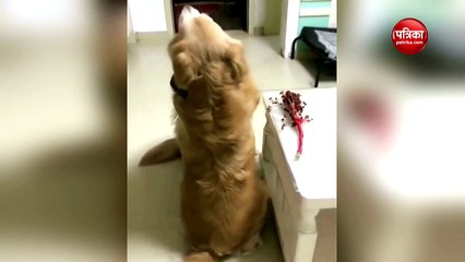 dogs celebrate happy valentine day video goes viral