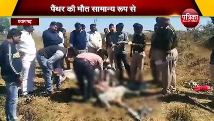 जंगल में मृत मिला पैंथर, शव का करवाया अंतिम संस्कार