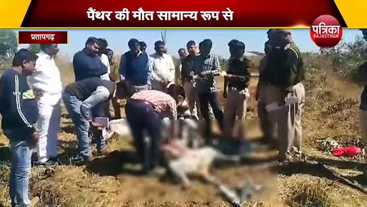 जंगल में मृत मिला पैंथर, शव का करवाया अंतिम संस्कार