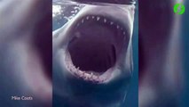 Un plongeur se retrouve face à face avec un grand requin blanc.... Terrifiant