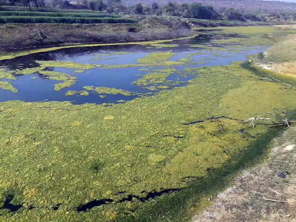 सीवरेज के पानी से नदी-पांचना पर संकट के बादल