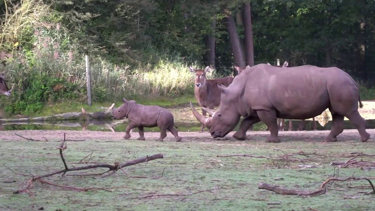 Ce bébé rhinocéros sème la panique dans le zoo...