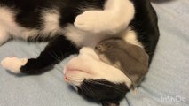 Une amitié plutôt incroyable entre un chat et une souris