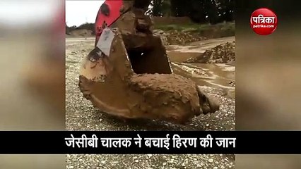 JCB driver saved deer life