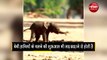 Baby elephants take an hour to stand  a few more hours to waddle around