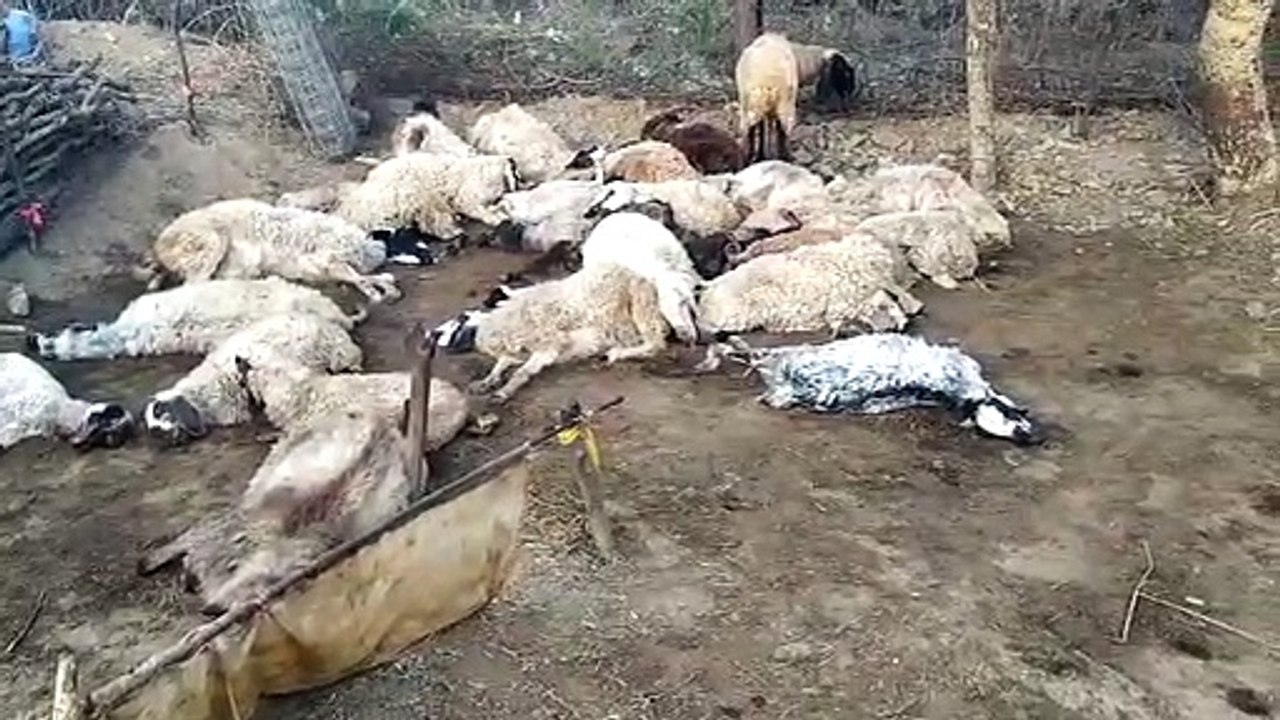 वन्यजीव ने रात के अंधेरे में किया भेड़ों का शिकार