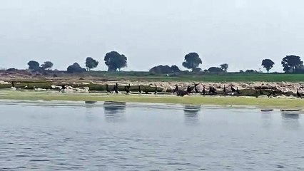 पक्षियों की गणना पूरी अब 21 से होगीजलीय जीवों की गणना