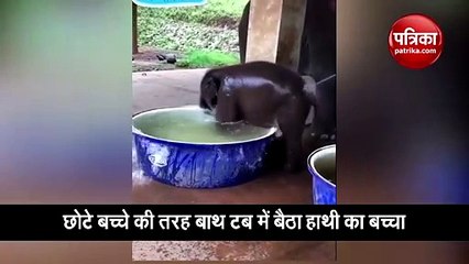 Video : बेबी हाथी को नहाता देख लोगों के चेहरे पर आई मुस्कुराहट, वीडियो वायरल