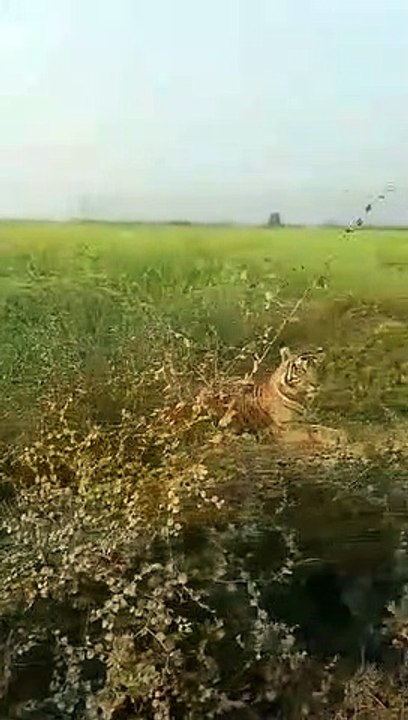खेतोंं में बाघ- बाघिन ने डाला डेरा