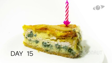 Birthday Cake - Rotting Food Timelapse