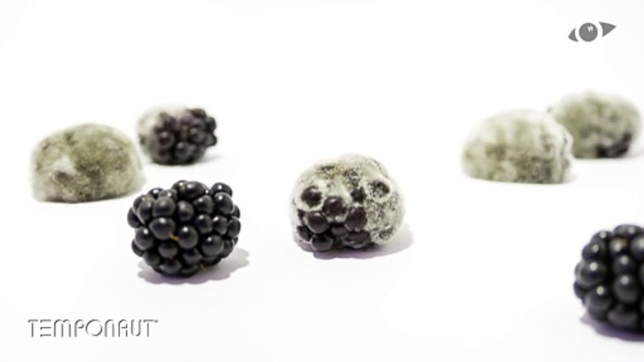 Blackberry Bramble Fruit Timelapse