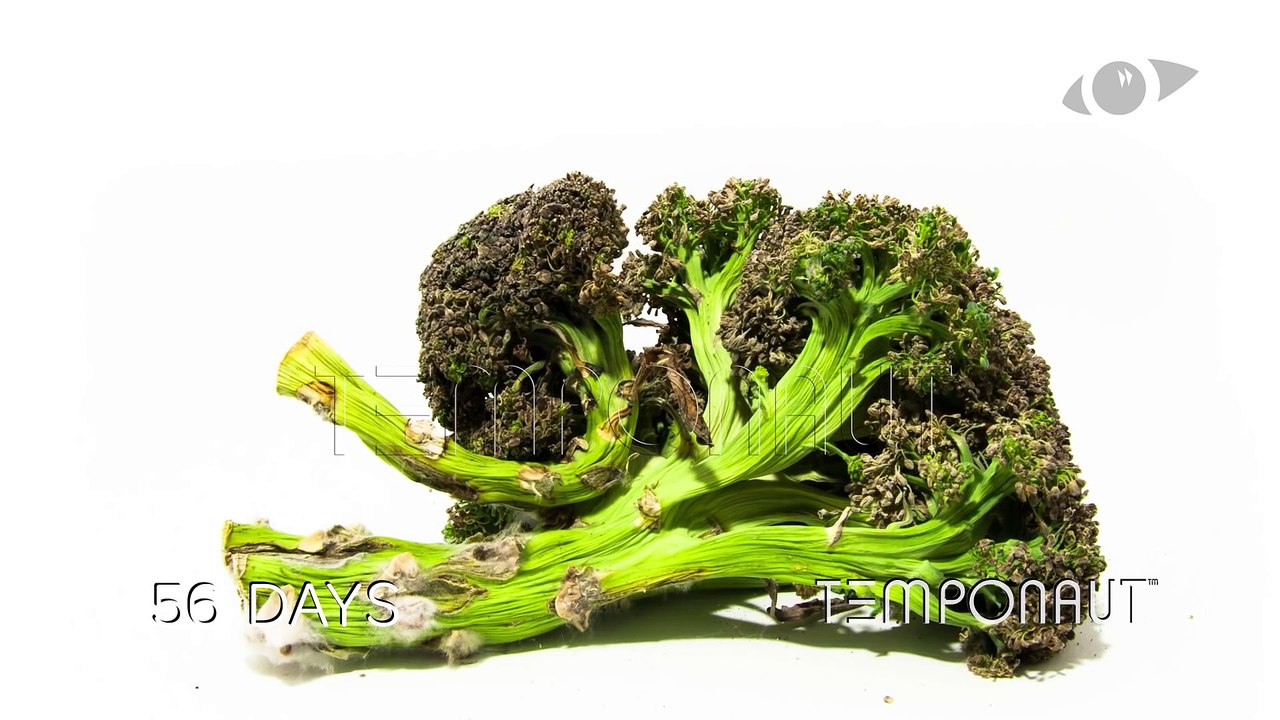Broccoli Time-lapse Zeitraffer-Video