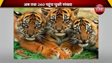 कॉर्बेट नेशनल पार्क में साल दर साल बढ़ रहा बाघों का कुनबा, अब तक 260 पहुंच चुकी संख्या