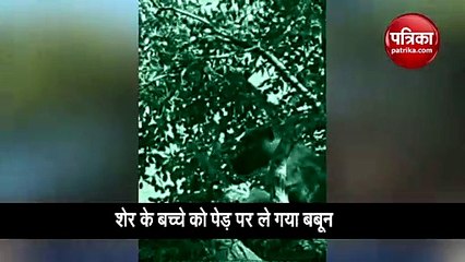 Video : बबून उठा ले गया शेर का बच्चा, दोनों की यारी देख लोग हैरान