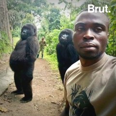 The Story Behind the Viral Gorilla Selfie