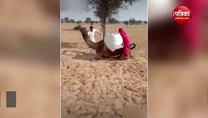 Video : ऊंट की ऐसी सवारी करते देख हंसी से हो जाएंगे लोटपोट