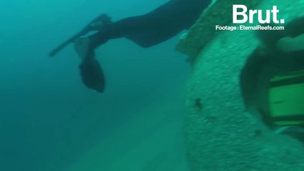 Your Ashes Can Help Save The Coral Reefs