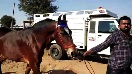 One crore three lakh mare became the center of attraction in Nagaur cattle fair