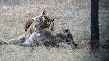 जोन एक में पर्यटन फिर शुरू,बाघ के शिकार का वीडियो वायरल