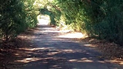 रामसिंहपुर- रायसिंहनगर मार्ग के हाल बेहाल