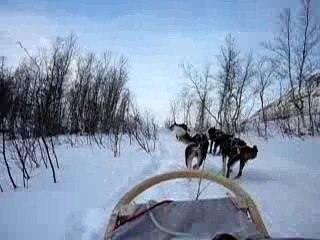 Chiens de traineaux à Tromso (Norvège)