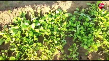 VIDEO: सीकर पत्रिका के डिजिटल बुलेटिन में देखिए आज दिनभर की मुख्य खबरें